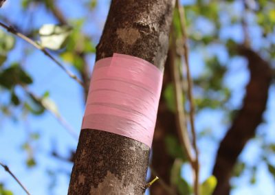 Pink Nursery Roll Flagging