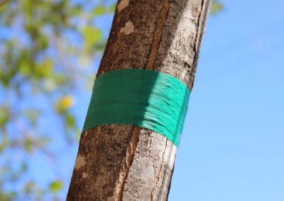 Turquoise Nursery Roll Flagging